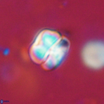 Heliolithus aktasii 68914