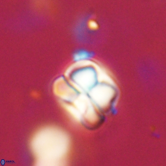 Heliolithus aktasii 68915