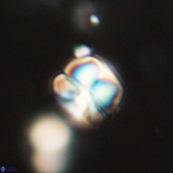 Heliolithus aktasii 68916