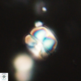 Heliolithus aktasii 68916
