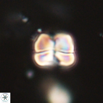 Heliolithus aktasii 68917