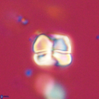 Heliolithus aktasii 68918