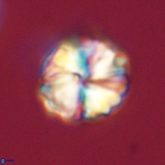 Heliolithus aktasii 68910