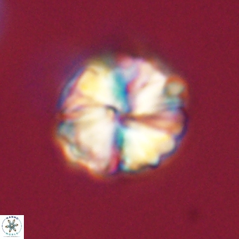 Heliolithus aktasii 68910