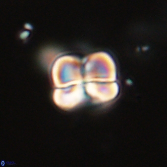 Heliolithus aktasii 68911