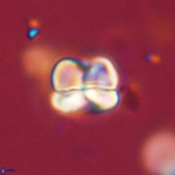 Heliolithus aktasii 68912