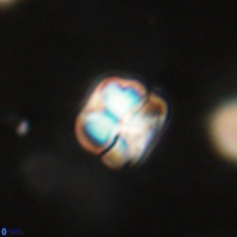 Heliolithus aktasii 68913