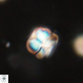 Heliolithus aktasii 68913