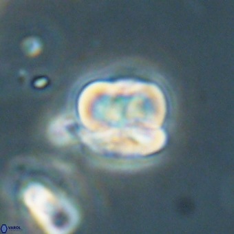 Heliolithus aktasii 68924