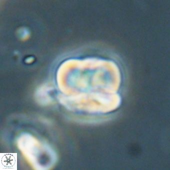 Heliolithus aktasii 68924