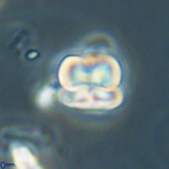 Heliolithus aktasii 68925