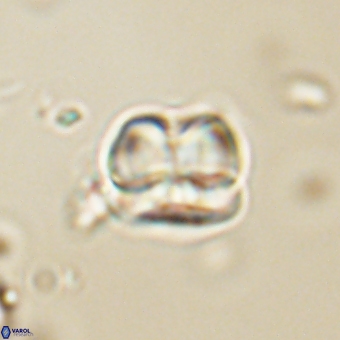 Heliolithus aktasii 68926