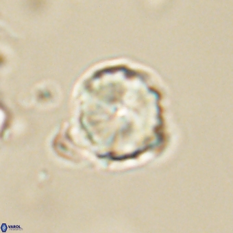 Heliolithus aktasii 68927