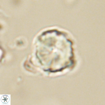Heliolithus aktasii 68927