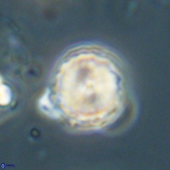 Heliolithus aktasii 68928