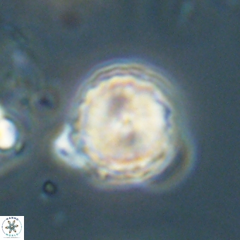 Heliolithus aktasii 68928