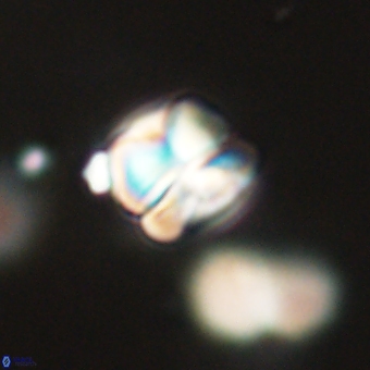 Heliolithus aktasii 68920