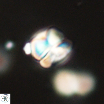 Heliolithus aktasii 68920