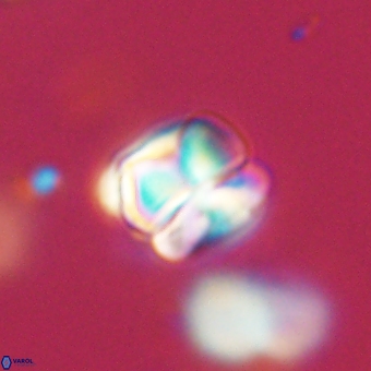 Heliolithus aktasii 68921