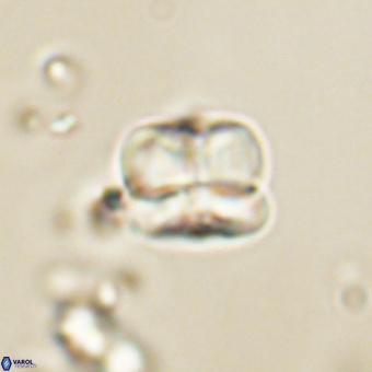 Heliolithus aktasii 68923