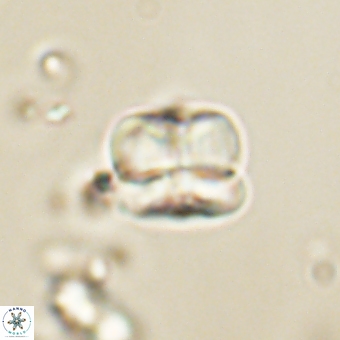 Heliolithus aktasii 68923