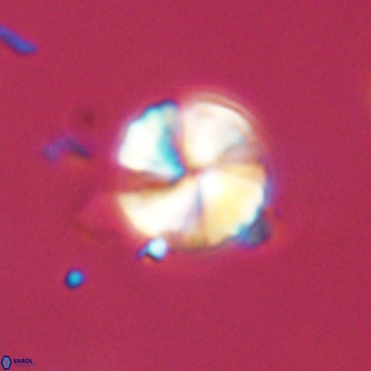 Heliolithus aktasii 68934