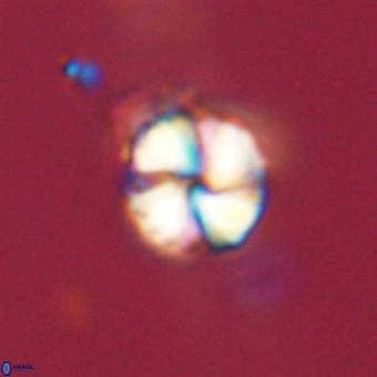 Heliolithus aktasii 68935