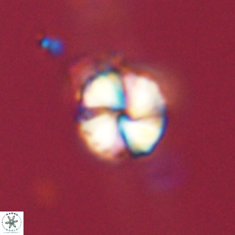 Heliolithus aktasii 68935