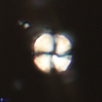 Heliolithus aktasii 68937