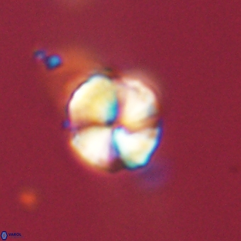 Heliolithus aktasii 68938