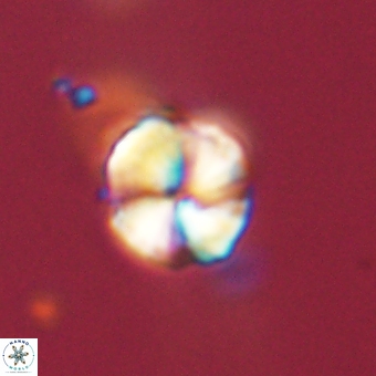 Heliolithus aktasii 68938