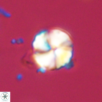 Heliolithus aktasii 68931