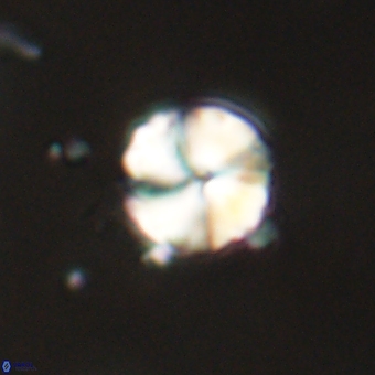 Heliolithus aktasii 68932