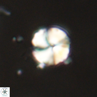 Heliolithus aktasii 68932