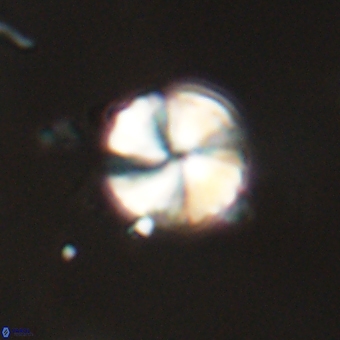 Heliolithus aktasii 68933