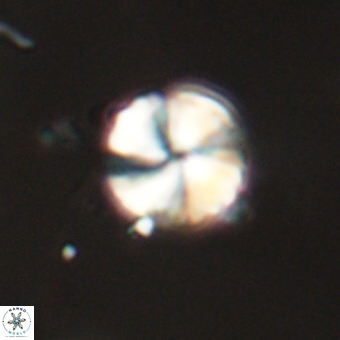 Heliolithus aktasii 68933