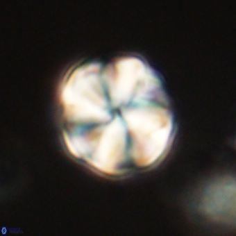 Heliolithus aktasii 69078