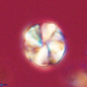 Heliolithus aktasii 69079