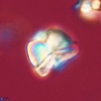 Heliolithus aktasii 69084