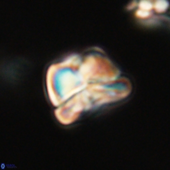 Heliolithus aktasii 69085