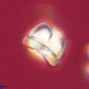 Heliolithus aktasii 69088