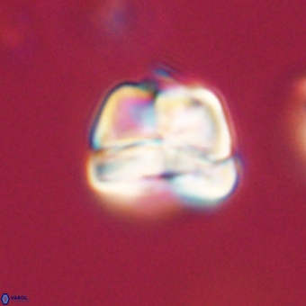 Heliolithus aktasii 69080