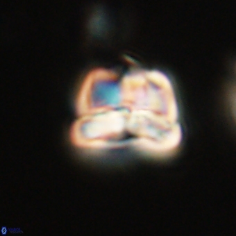 Heliolithus aktasii 69081