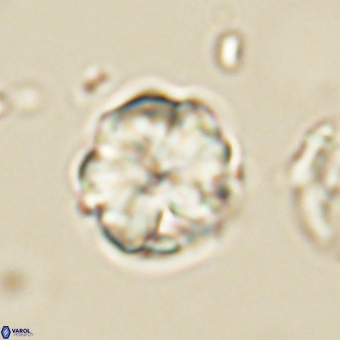 Heliolithus aktasii 69094