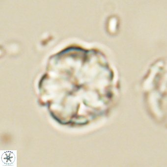 Heliolithus aktasii 69094