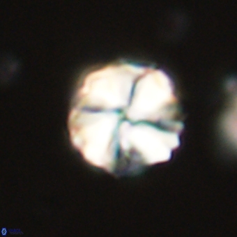 Heliolithus aktasii 69095