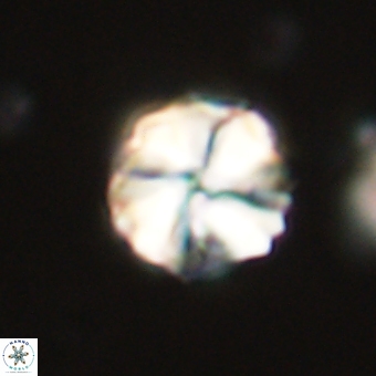 Heliolithus aktasii 69095