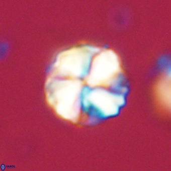 Heliolithus aktasii 69096