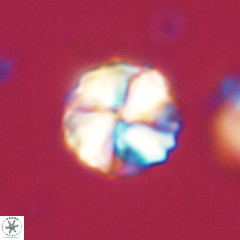 Heliolithus aktasii 69096