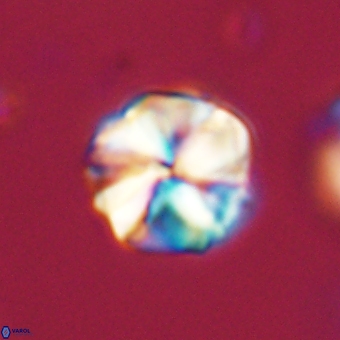 Heliolithus aktasii 69097